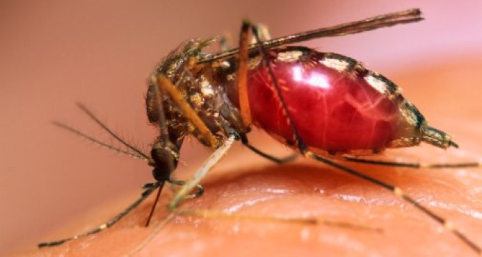 Laboratorio Referencia anuncia que dispone de pruebas para detectar el virus del zika 
