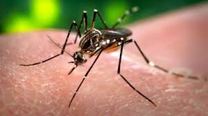 País registra 57 casos dengue en primera semana epidemiológica del año 