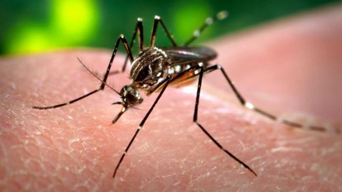Sesenta y ocho embarazadas se infectaron con el virus del Zika 