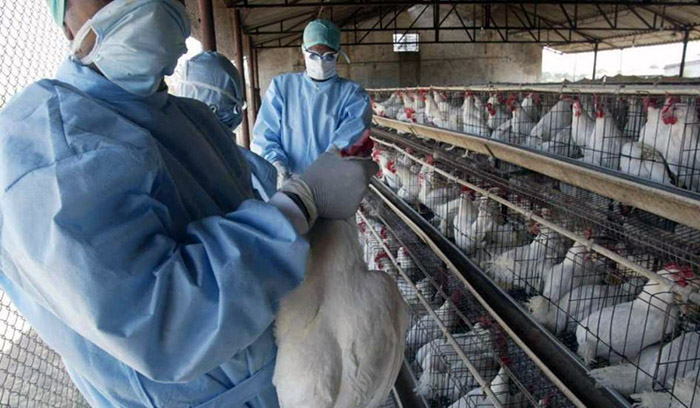Sociedad especializada preocupada ante alerta por gripe aviar 