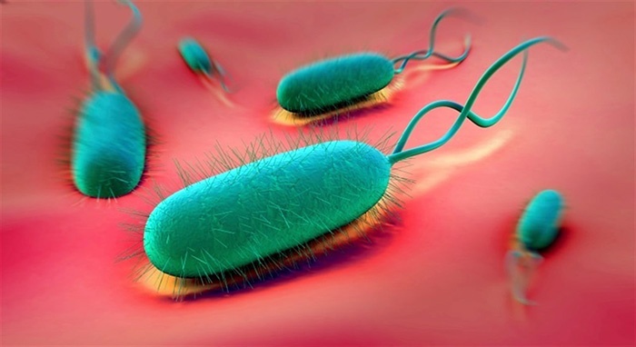 Analizan efectividad de la terapia dual con altas dosis de amoxicilina en infección por Helicobacter pylori 