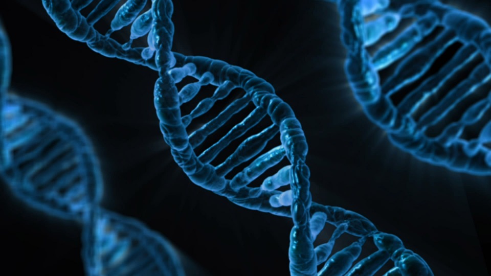 Describen la estructura de las uniones entre diferentes tipos de ADN en 3D 