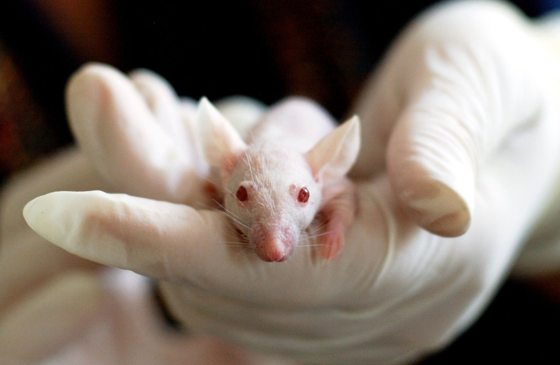 Desarrollan un fármaco que acelera la recuperación de las células madre tras quimioterapia en ratones 