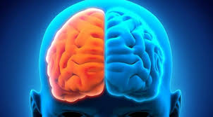 Minicerebros proporcionan pistas sobre los orígenes tempranos de la esquizofrenia 