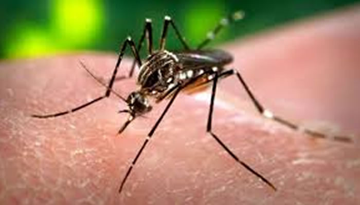 Van más de mil casos de dengue y 148 de malaria este año 