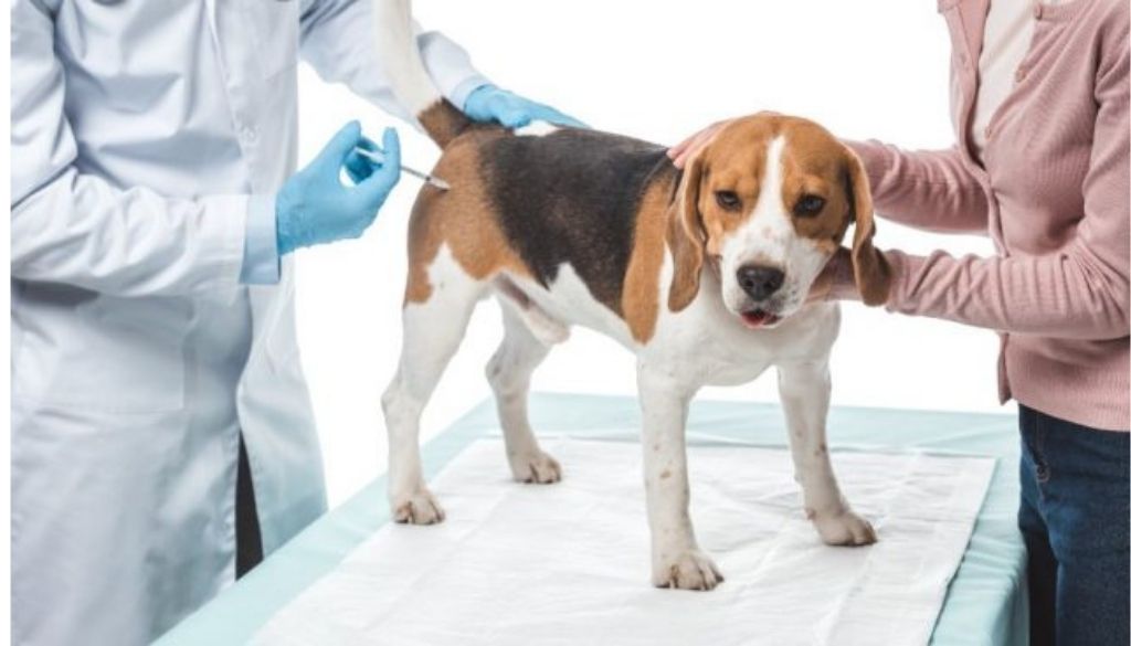 Realizan jornada de vacunación de perros y gatos 