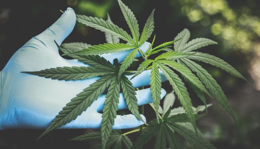 La ONU reconoce oficialmente las propiedades medicinales del cannabis 