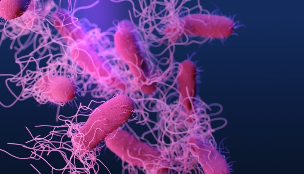 Descifran cómo las bacterias usan redes de proteínas para controlar a las células durante la infección 