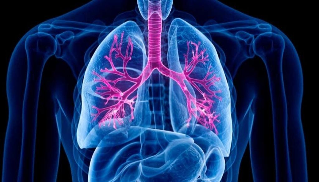 Demuestran la eficacia de una molécula para tratar la fibrosis pulmonar 