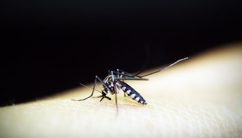 Autoridades intensifican vigilancia de casos febriles para detectar posibles casos de malaria 