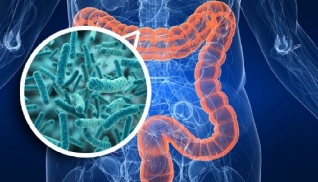 Determinan las claves del éxito del trasplante de microbiota intestinal en personas con síndrome metabólico 