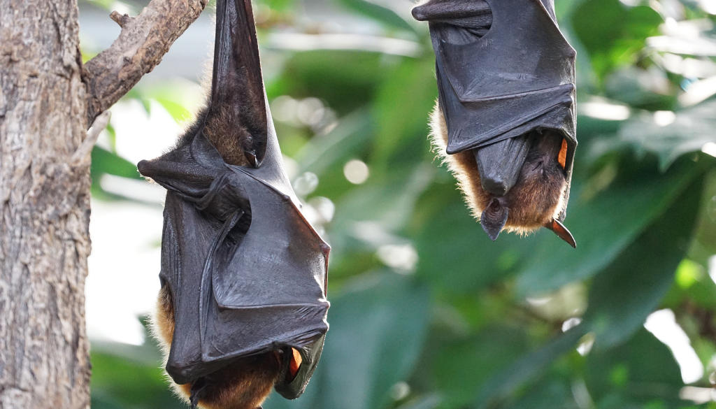 Hallaron murciélagos en Tailandia con un nuevo coronavirus 