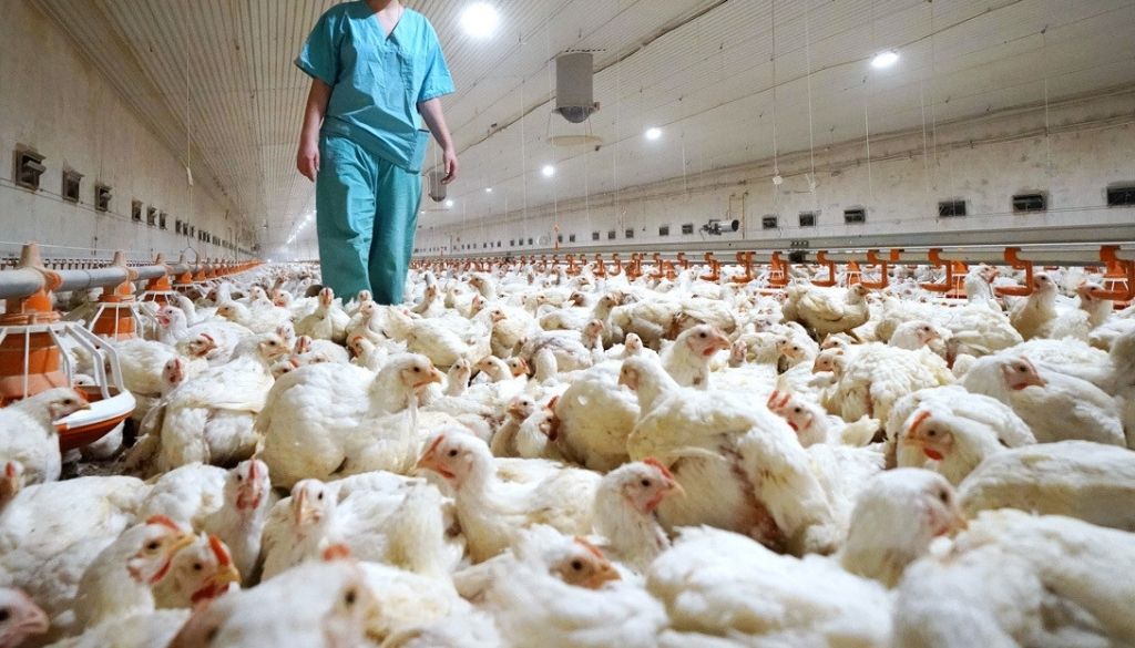 Rusia reporta los primeros casos del mundo de gripe aviar H5N8 en humanos 