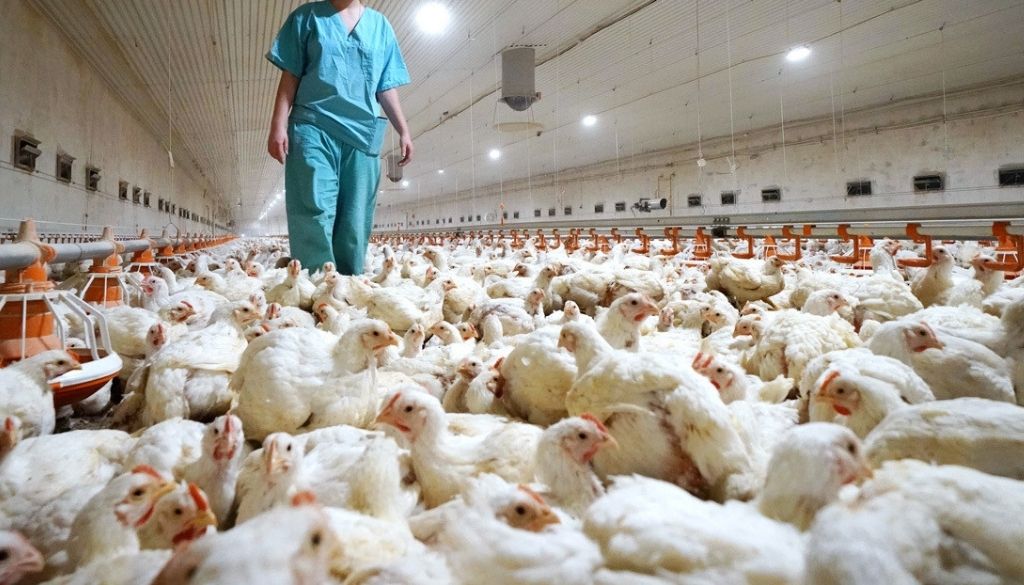 China registra el primer caso mundial de gripe aviar H10N3 en humanos 