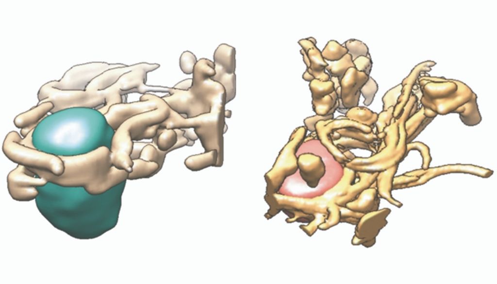 Nuevo método de obtención de imágenes celulares para comprender las infecciones virales 