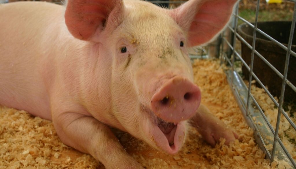 Confirman brote Fiebre Porcina Africana en el país 