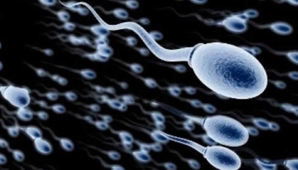 Describen posición de los cromosomas durante la espermatogénesis 