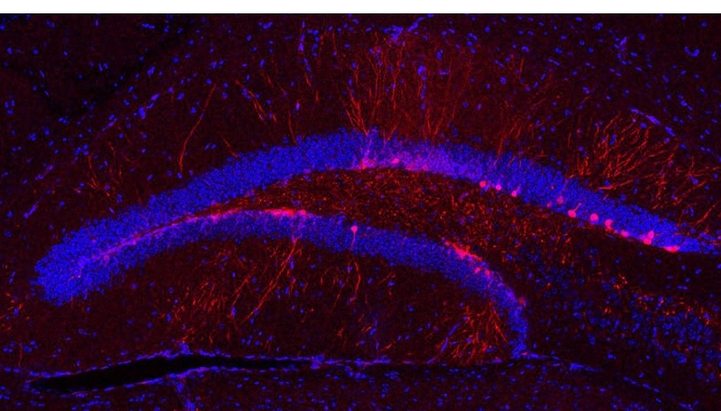 Acetilcolina: el neurotransmisor que potencia las conexiones neuronales 