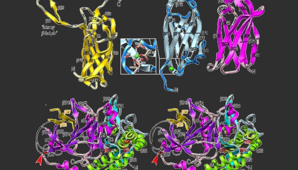 Descifran un mecanismo de ataque de la principal bacteria que causa la periodontitis 