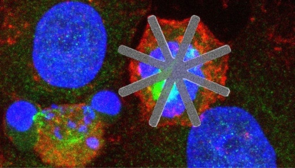 Introducen chips dentro de células vivas como fármacos “mecánicos” 