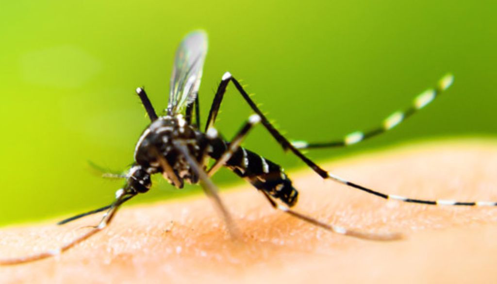 Reporte indica  más de 300 casos sospechosos de malaria y dengue en una semana 
