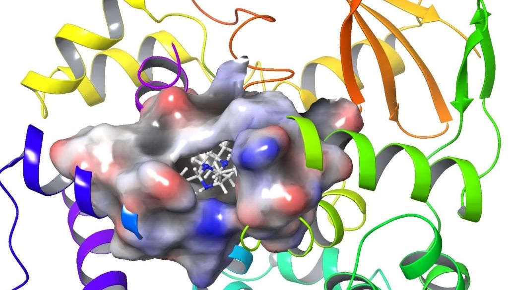 Identifican una molécula podría reparar daño oxidativo del ADN 