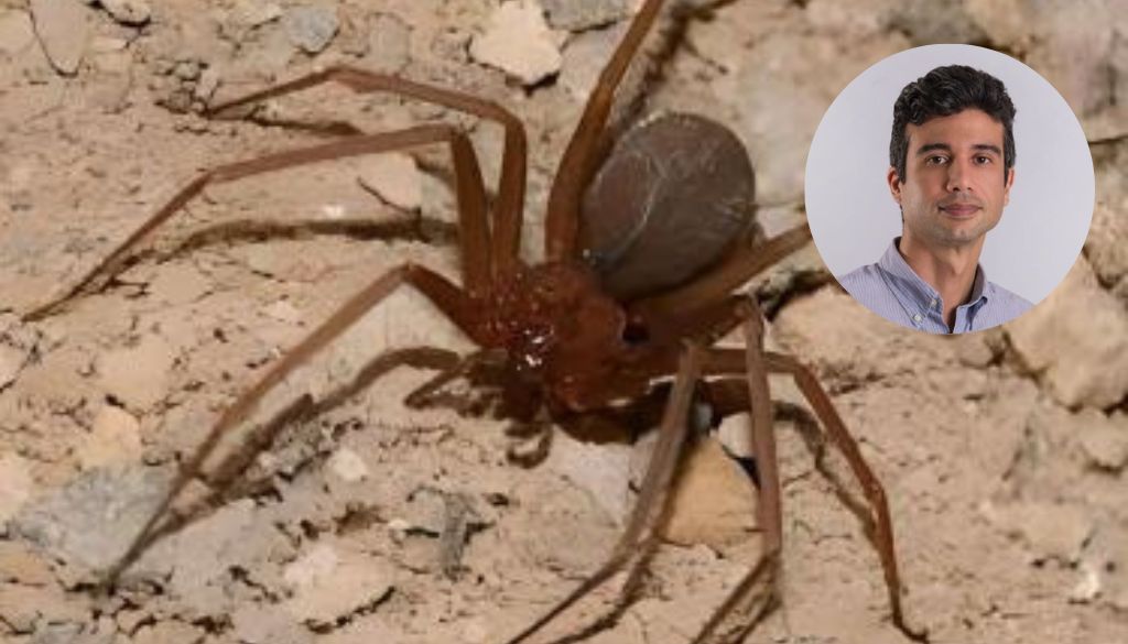 ¿Qué tan nocivo es el veneno de araña marrón? 