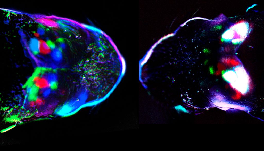 Los sentidos del tacto y la vista se activan simultáneamente en el cerebro antes del nacimiento 