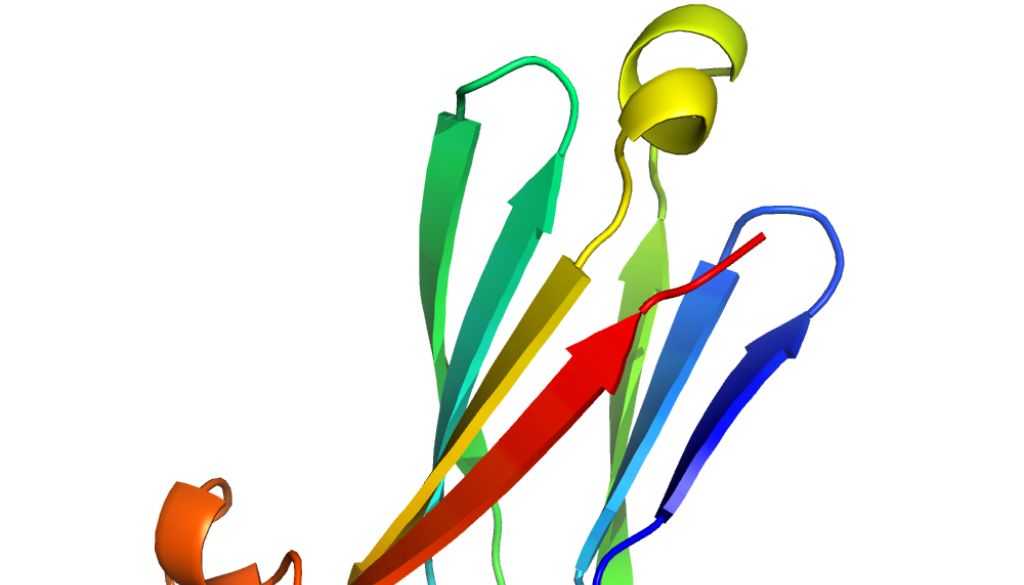 Crean nuevas proteínas imitan a las inmunoglobulinas de los anticuerpos  