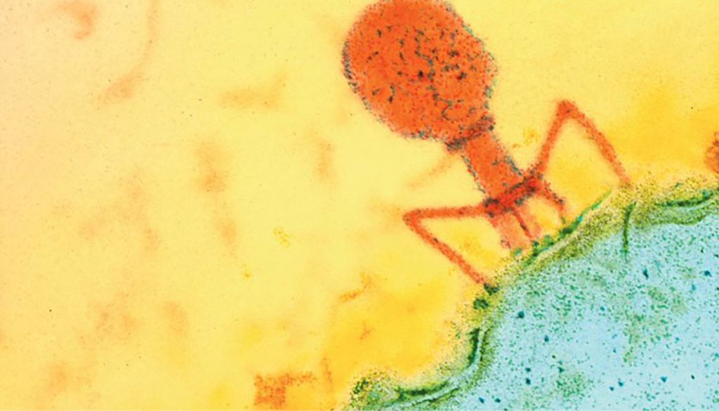 Bacterias solo aplican memoria inmunológica ante virus “lentos”, según estudio  