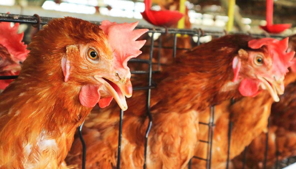 Influenza aviar A(H5N1) en América Latina y el Caribe: Riesgo moderado para la salud pública 