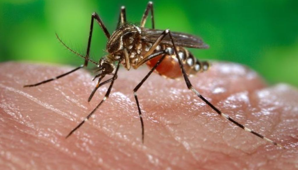 Vacuna contra chikungunya muestra resultados prometedores en ensayo de fase 3 