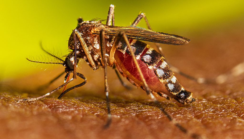 País confirma primera transmisión de dengue intrauterina 