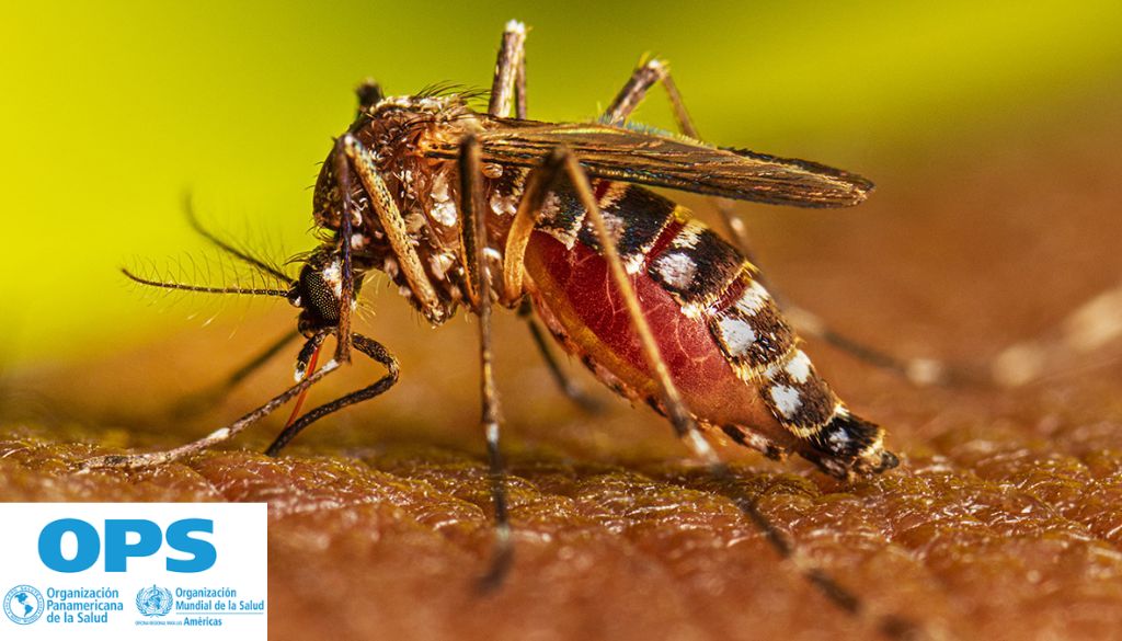 OPS emite alerta epidemiológica por aumento en casos de dengue 