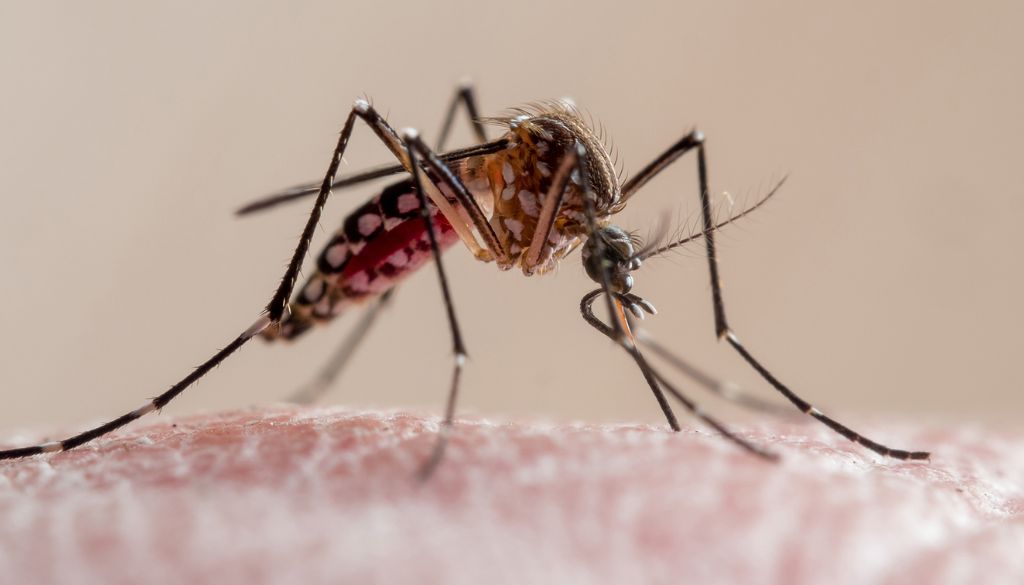 Salud Pública emite alerta epidemiológica por chikungunya  