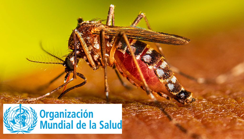 Advierten casos por malaria son cada vez mayor  