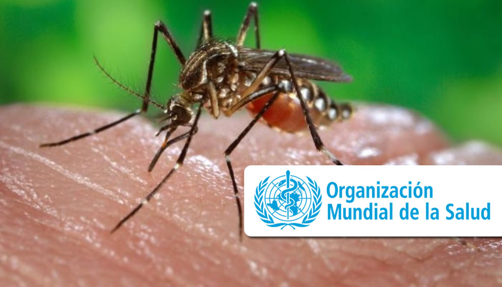 Llaman priorizar medidas para controlar enfermedades transmitidas por mosquitos 