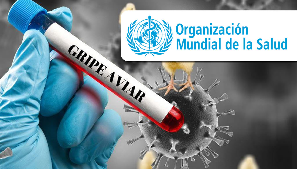 OMS descarta transmisión de persona a persona de la gripe aviar, pero pide vigilancia activa 