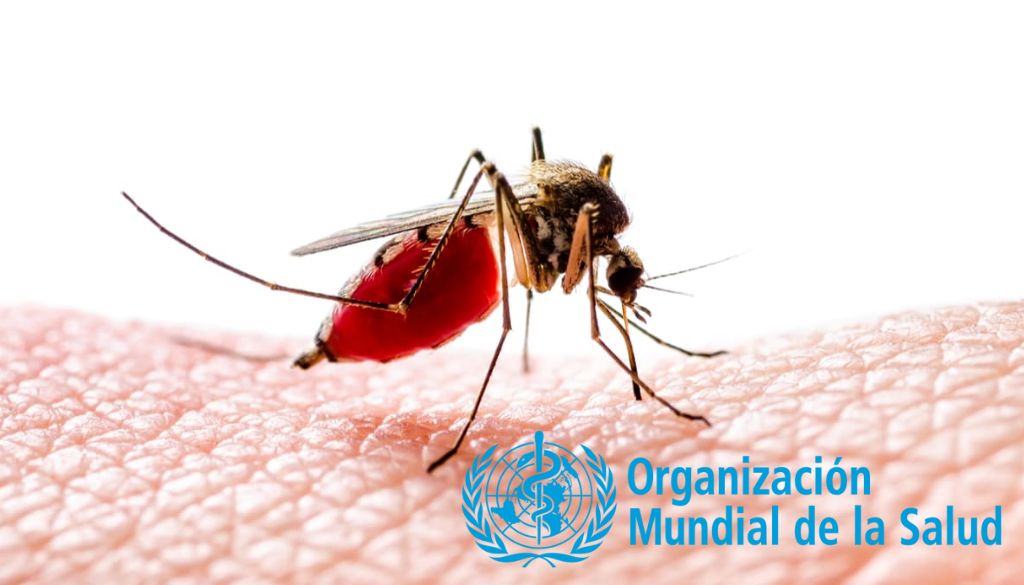 Ante avance global de los arbovirus: lanzan nuevas guías para su manejo 