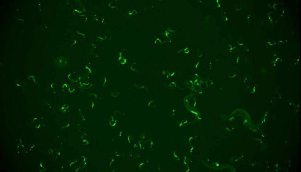 Descubren cómo los nemátodos desarrollan inmunidad adquirida frente a virus latentes 