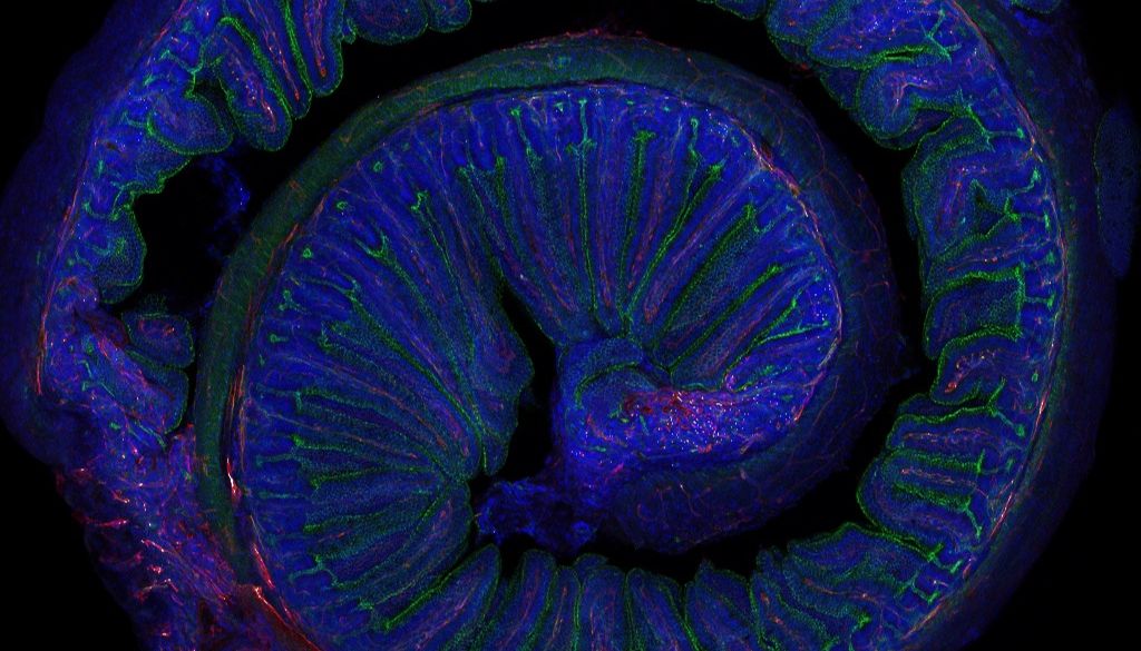 Estudio demuestra microbiota regula beneficios del ejercicio en la memoria 